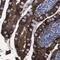 Semaphorin-4B antibody, NBP1-81377, Novus Biologicals, Immunohistochemistry paraffin image 