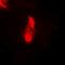 Brain Expressed X-Linked 3 antibody, orb74560, Biorbyt, Immunofluorescence image 