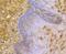 Orosomucoid 1 antibody, NBP2-76902, Novus Biologicals, Immunohistochemistry paraffin image 