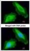 DEAD-Box Helicase 3 Y-Linked antibody, NBP1-32780, Novus Biologicals, Immunocytochemistry image 