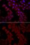 Chaperonin Containing TCP1 Subunit 4 antibody, GTX33536, GeneTex, Immunofluorescence image 
