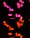 DnaJ Heat Shock Protein Family (Hsp40) Member C19 antibody, GTX64966, GeneTex, Immunofluorescence image 