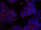 Erb-B2 Receptor Tyrosine Kinase 3 antibody, 324702, BioLegend, Immunofluorescence image 