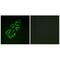 Single Stranded DNA Binding Protein 1 antibody, A05166, Boster Biological Technology, Immunofluorescence image 