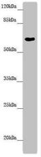 Flavin Containing Dimethylaniline Monoxygenase 5 antibody, LS-C675771, Lifespan Biosciences, Western Blot image 