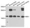 B9 Domain Containing 1 antibody, PA5-76494, Invitrogen Antibodies, Western Blot image 