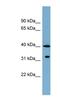 Potassium Channel Tetramerization Domain Containing 9 antibody, NBP1-55481, Novus Biologicals, Western Blot image 