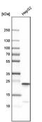 Peroxiredoxin 1 antibody, NBP1-82558, Novus Biologicals, Western Blot image 