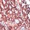 Insulin Like Growth Factor 2 antibody, MBS301928, MyBioSource, Immunohistochemistry paraffin image 