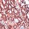 Insulin Like Growth Factor 2 antibody, MBS301928, MyBioSource, Immunohistochemistry paraffin image 