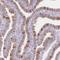 WD Repeat Domain 54 antibody, NBP2-38705, Novus Biologicals, Immunohistochemistry frozen image 
