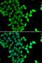 Signal Transducing Adaptor Molecule 2 antibody, LS-C346208, Lifespan Biosciences, Immunofluorescence image 