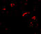 SLIK3 antibody, 4463, ProSci, Immunofluorescence image 