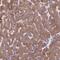 Fatty Acid Desaturase 1 antibody, NBP1-84312, Novus Biologicals, Immunohistochemistry frozen image 