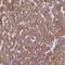 Fatty acid desaturase 1 antibody, NBP1-84312, Novus Biologicals, Immunohistochemistry frozen image 