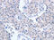 Actin Related Protein 3B antibody, CSB-PA067150, Cusabio, Immunohistochemistry frozen image 