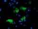 Low Density Lipoprotein Receptor Adaptor Protein 1 antibody, NBP2-01435, Novus Biologicals, Immunofluorescence image 