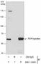 Chaperonin Containing TCP1 Subunit 5 antibody, NBP2-43680, Novus Biologicals, Immunoprecipitation image 