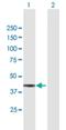 Adh-3 antibody, H00000131-B01P, Novus Biologicals, Western Blot image 