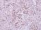 Nicotinate Phosphoribosyltransferase antibody, NBP2-19471, Novus Biologicals, Immunohistochemistry frozen image 