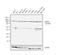 Probable 26S protease regulatory subunit 10B antibody, PA1-962, Invitrogen Antibodies, Western Blot image 