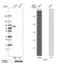 EYA Transcriptional Coactivator And Phosphatase 4 antibody, PA5-58533, Invitrogen Antibodies, Western Blot image 