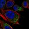 Tumor Protein P63 Regulated 1 Like antibody, HPA063163, Atlas Antibodies, Immunocytochemistry image 
