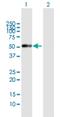 Serine Protease 35 antibody, H00167681-B01P, Novus Biologicals, Western Blot image 