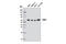 Serum/Glucocorticoid Regulated Kinase Family Member 3 antibody, 8156S, Cell Signaling Technology, Western Blot image 
