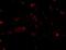 SLIT And NTRK Like Family Member 2 antibody, NBP2-81841, Novus Biologicals, Immunocytochemistry image 