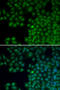 Nudix Hydrolase 6 antibody, 13-112, ProSci, Immunofluorescence image 