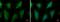 Heat Shock Cognate 70 Interacting Protein antibody, NBP2-16882, Novus Biologicals, Immunofluorescence image 