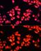 Adrenoceptor Alpha 1A antibody, GTX33002, GeneTex, Immunofluorescence image 