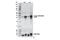 Replication Protein A2 antibody, 54762S, Cell Signaling Technology, Western Blot image 