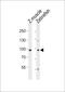 Ubiquitin Specific Peptidase 13 antibody, PA5-72205, Invitrogen Antibodies, Western Blot image 