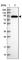 Pyridoxal Dependent Decarboxylase Domain Containing 1 antibody, HPA047369, Atlas Antibodies, Western Blot image 