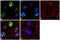 Ring Finger Protein 20 antibody, 701879, Invitrogen Antibodies, Immunofluorescence image 