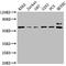 5'-Nucleotidase Ecto antibody, CSB-PA10529A0Rb, Cusabio, Western Blot image 