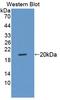 Prostaglandin E Receptor 1 antibody, LS-C373916, Lifespan Biosciences, Western Blot image 