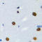Heterogeneous Nuclear Ribonucleoprotein L Like antibody, LS-C354260, Lifespan Biosciences, Immunohistochemistry frozen image 