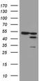 Protein FAM54A antibody, M14757-1, Boster Biological Technology, Western Blot image 