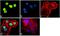 Histone Cluster 4 H4 antibody, 701778, Invitrogen Antibodies, Immunofluorescence image 