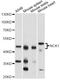 NCK Adaptor Protein 1 antibody, LS-C748383, Lifespan Biosciences, Western Blot image 
