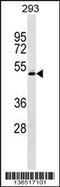 RCC1 And BTB Domain Containing Protein 1 antibody, 58-739, ProSci, Western Blot image 