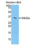 CREB Binding Protein antibody, LS-C293551, Lifespan Biosciences, Western Blot image 