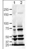 Slit Guidance Ligand 1 antibody, GTX48742, GeneTex, Western Blot image 