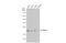 Ras Homolog Family Member A antibody, GTX01096, GeneTex, Western Blot image 