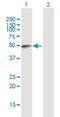 Reticulophagy Regulator 1 antibody, H00054463-B02P, Novus Biologicals, Western Blot image 