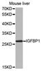 Insulin Like Growth Factor Binding Protein 1 antibody, PA5-76684, Invitrogen Antibodies, Western Blot image 