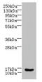 Zinc Ribbon Domain Containing 1 antibody, LS-C372234, Lifespan Biosciences, Western Blot image 